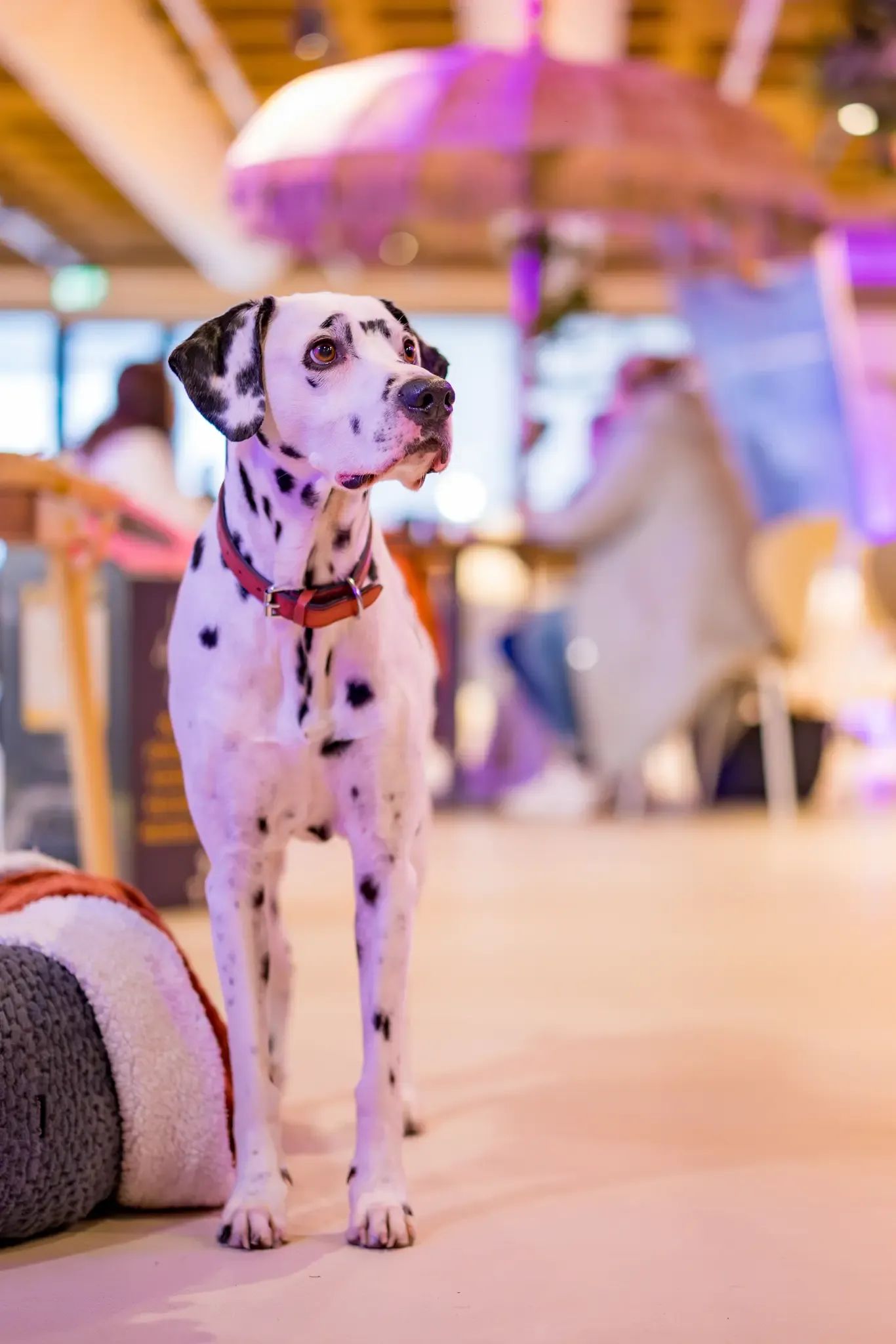 A black and white spotted Dalmatian dog with a red collar stands indoors, looking right.