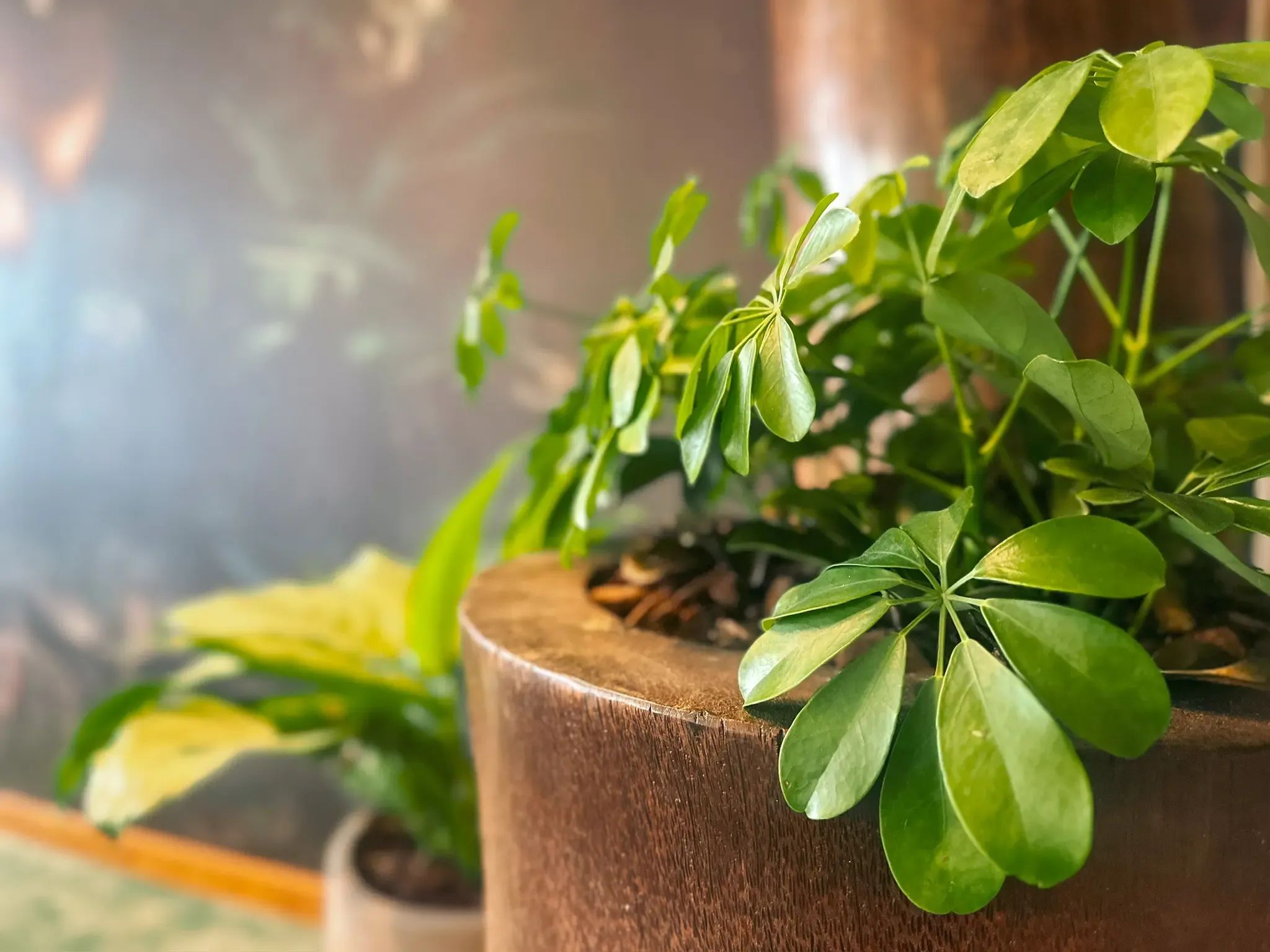 Groene potplant met opvallende bladeren in een rustieke bruine pot.